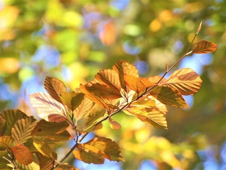 Названа дата прихода бабьего лета в Москву