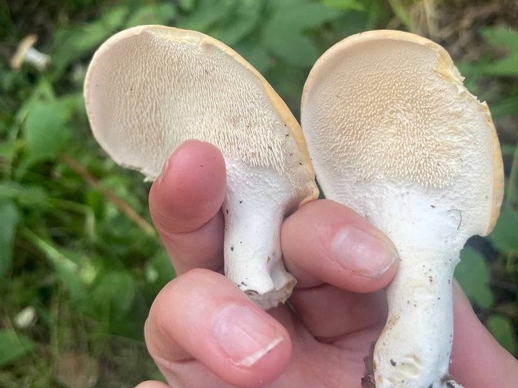 Лесничие показали самый недооцененный гриб в Подмосковье