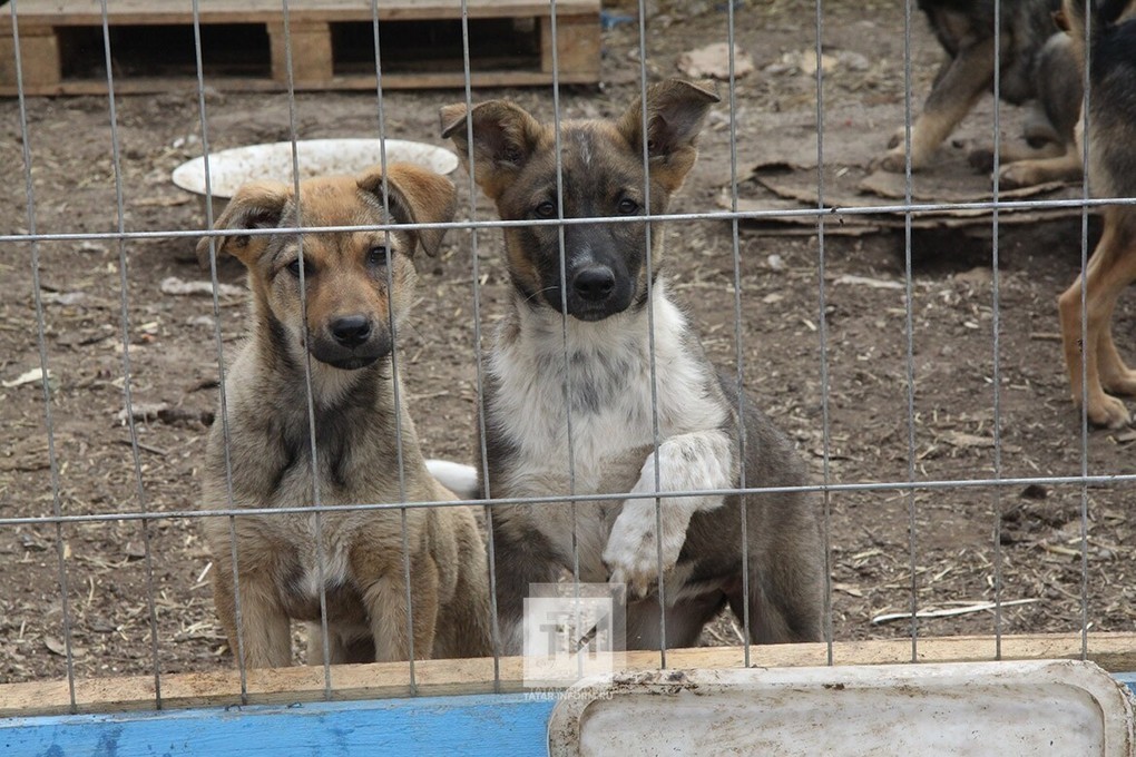 Заключительная в сезоне акция по поиску хозяев для бездомных собак пройдет в Казани