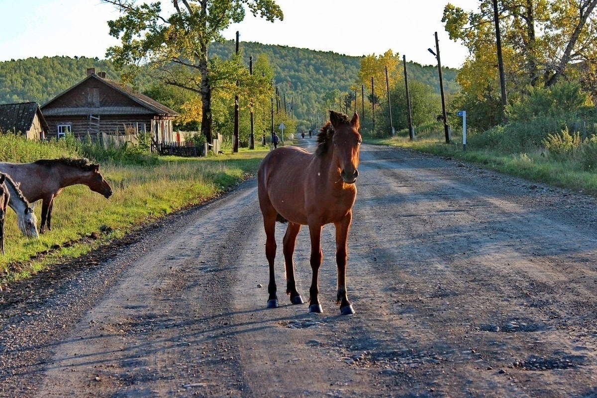 Село лошадка