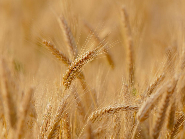 МИД заявил о принципиальной договоренности с Турцией о поставке 1 млн тонн зерна