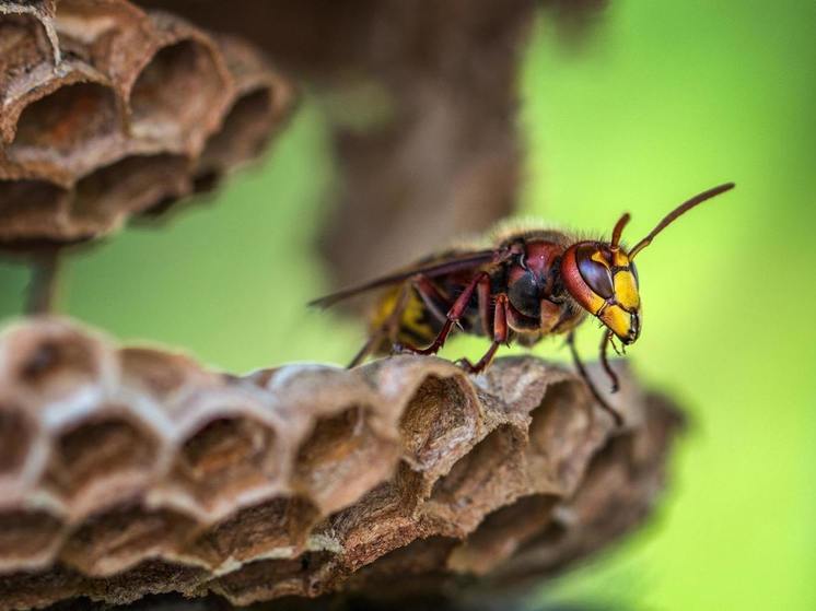 Пора ос в Германии — Как безопасно отогнать насекомых