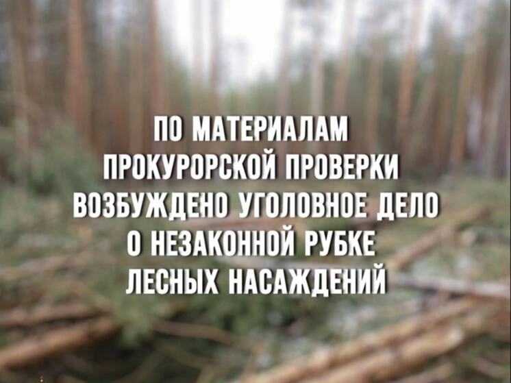 По материалам прокурорской проверки возбуждено уголовное дело о незаконной рубке лесных насаждений