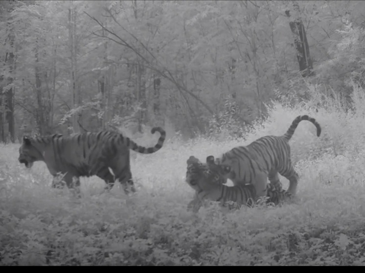 В Хабаровском крае фотоловушка засняла игры тигрят