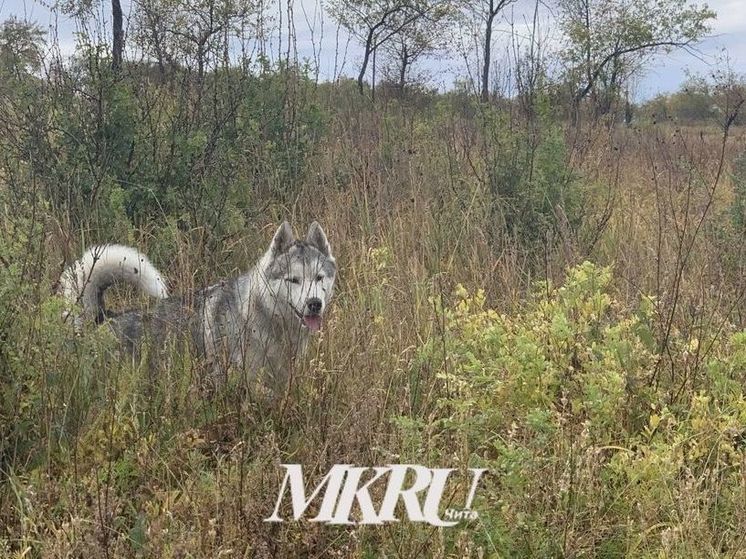 Забайкальцам рассказали, куда жаловаться на свободно гулящих домашних собак