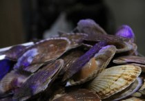 Природа устроила геноцид гребешков в этом году, однако не все моллюски оказались столь нежными