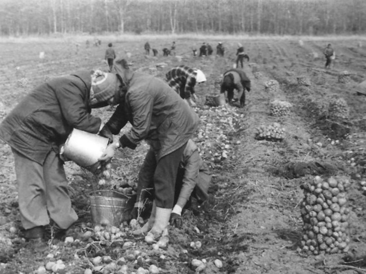 Как в СССР: 70 студентов Костромской сельхозакадемии отправятся «на картошку»