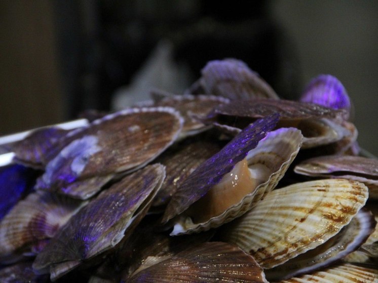 Природа устроила геноцид гребешков в этом году, однако не все моллюски оказались столь нежными
