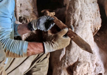 Археологи: древнее оружие было трофеем иудейских повстанцев