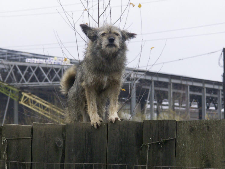 Бешенство обнаружили у собаки в одном из муниципалитетов Подмосковья