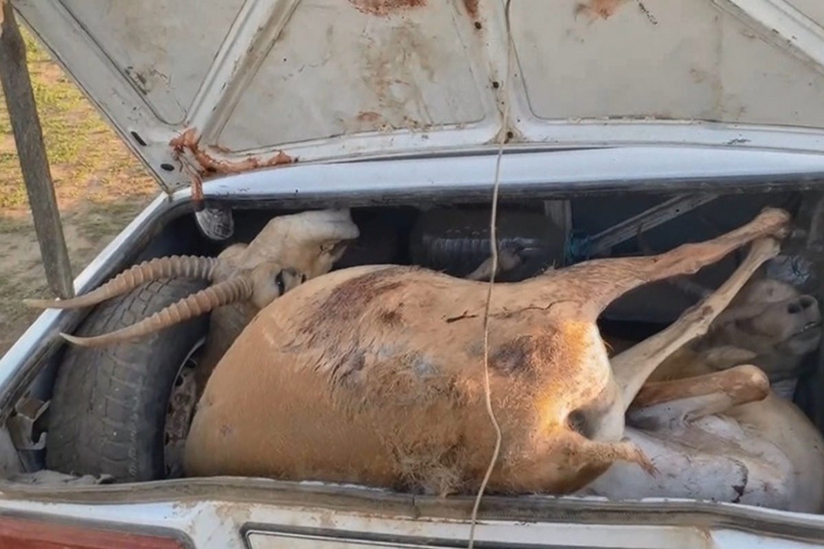 Три туши сайгака нашли в багажнике браконьеров, пойманных в приграничном районе Саратовской области