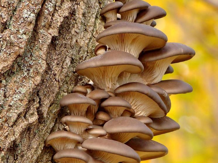 Синоптики 8 сентября обещают в Смоленске малооблачную погоду