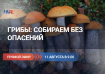 В четверг, 11 августа, в 9:00 прошел эксклюзивный прямой эфир ВКонтакте из пресс-центра &quot;МК&quot;, посвященный наступлению &nbsp;грибного сезона