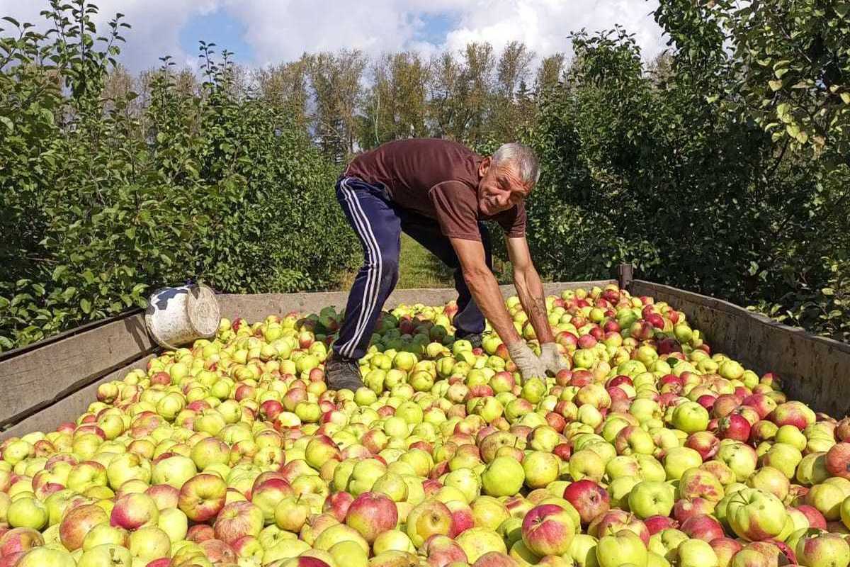 В Пензенской области собрали больше тысячи тонн яблок