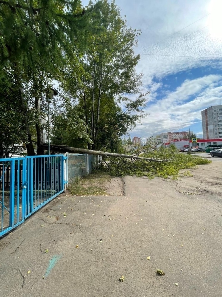 Мэр Ярославля посчитал поваленные бурей деревья