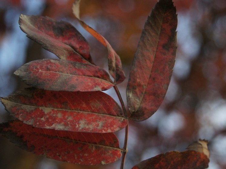 Осенняя ярмарка пройдет в Комсомольске-на-Амуре