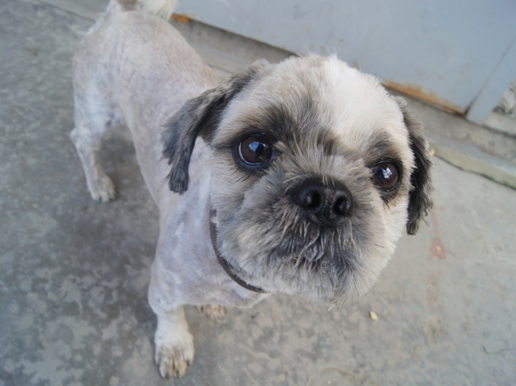 Вирус бешенства выявили в Хабаровском районе