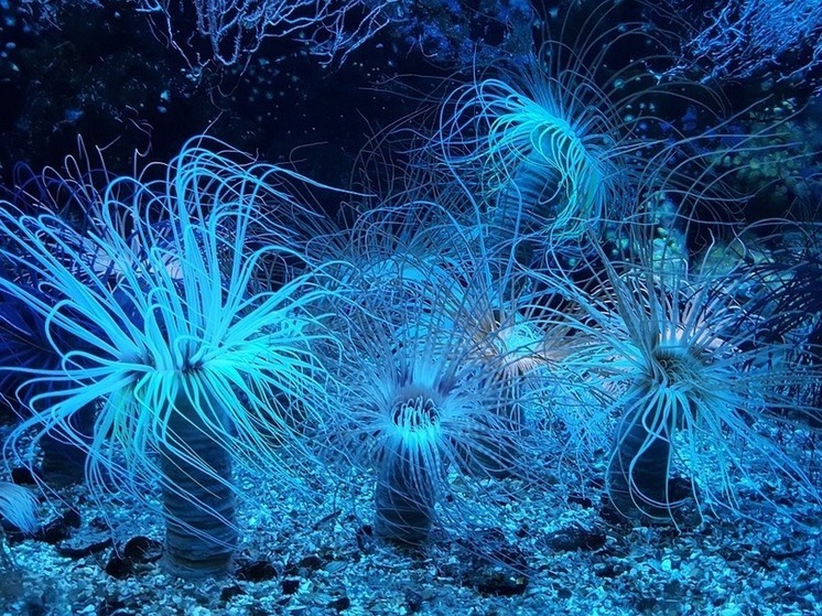 Ученые обнаружили загадочное яйцо у побережья Аляски