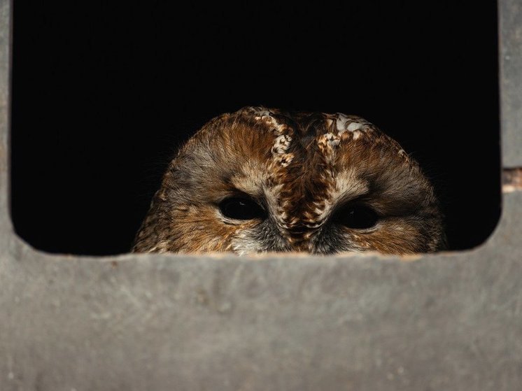 Уфимским спасателям удалось поймать сову, залетевшую в ангар