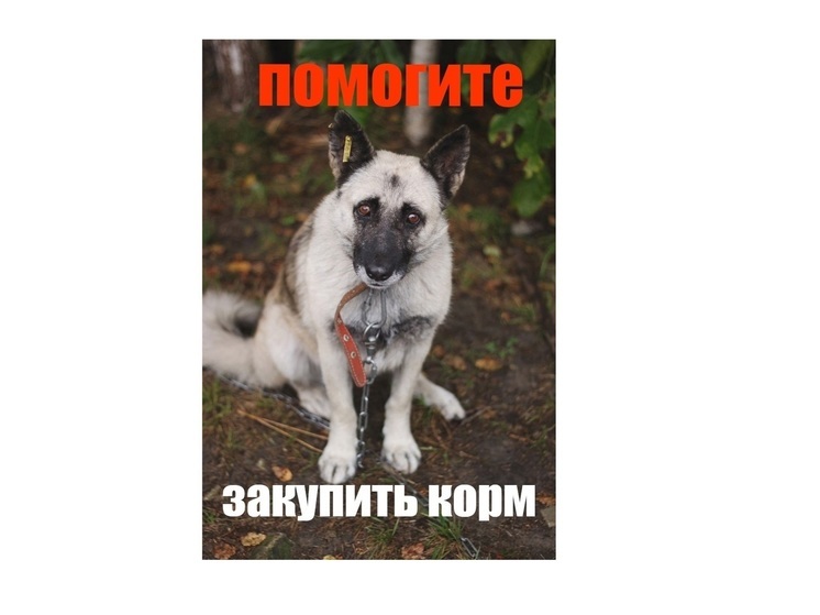 Неравнодушных костромичей просят помочь приютским животным с кормами