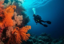 Ученые исследуют ДНК загадочной подводной находки