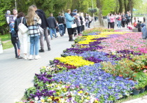 Композиции и растения, подготовленные для праздника «Белгород в цвету», продолжат украшать улицы города после завершения события