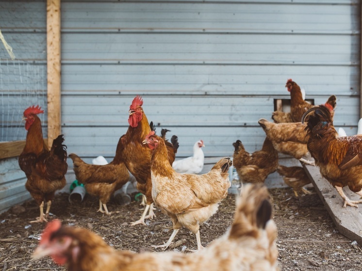 Жительницу Карелии наказали за неправильное содержание куриц