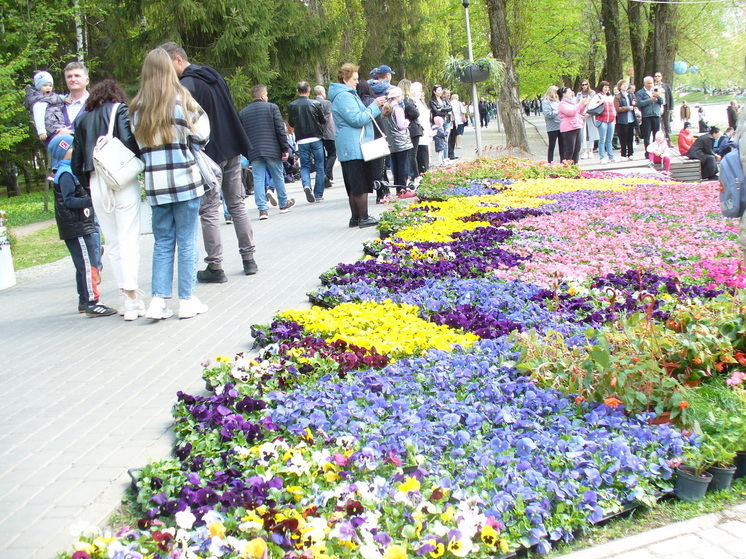 Растения от проекта «Белгород в цвету» продолжат украшать городские улицы после праздника