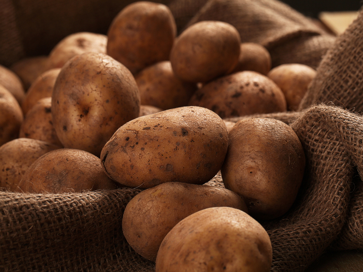 В Новосибирске агроном Шубина предупредила о возможной гибели 50% картофеля в сентябре-2023