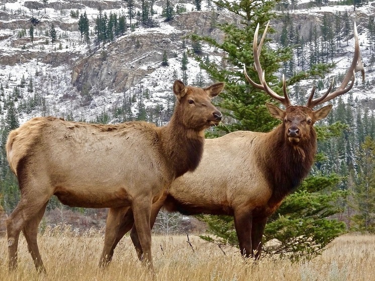 Турбаза по разведению оленей и лосей появится в Башкирии