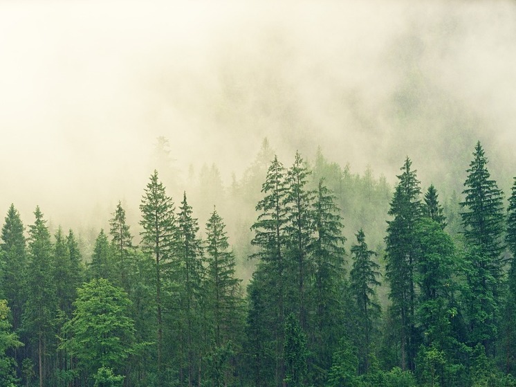 В Башкирии нашли женщину, которая потерялась в лесу два дня назад