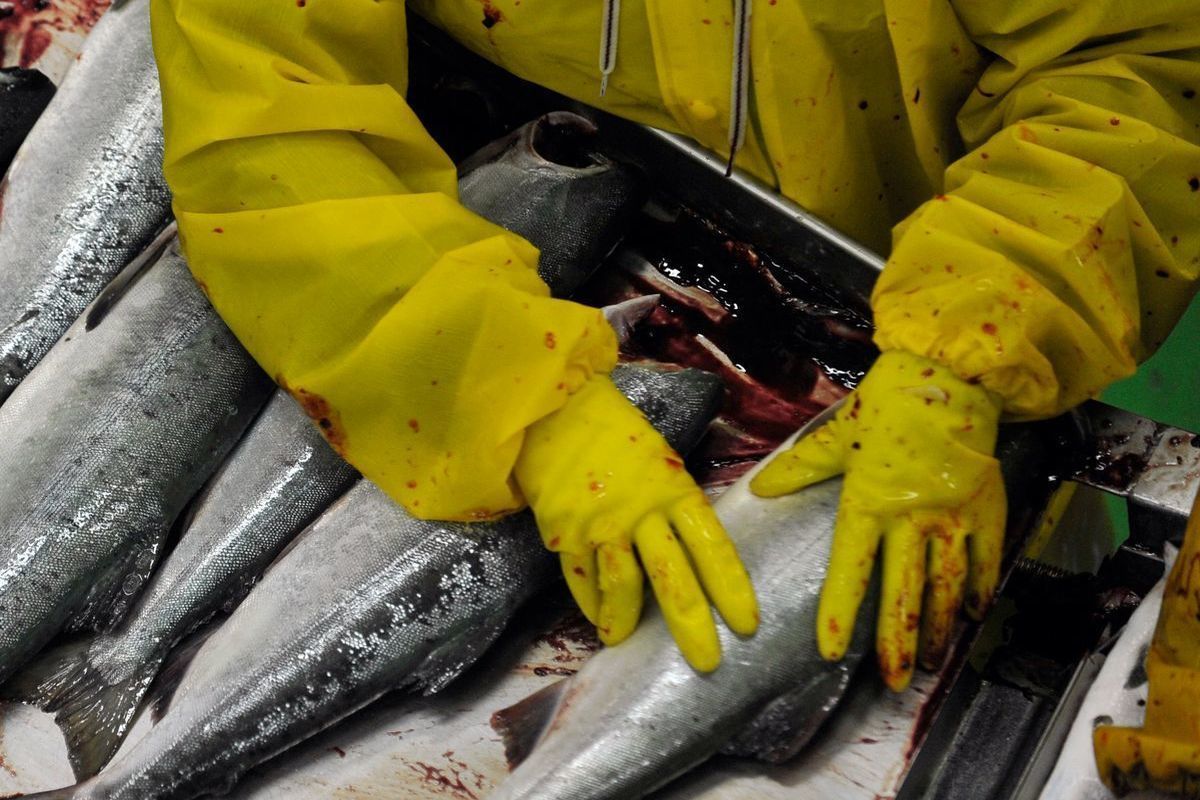 Россиянам пообещали снижение цен на лосося