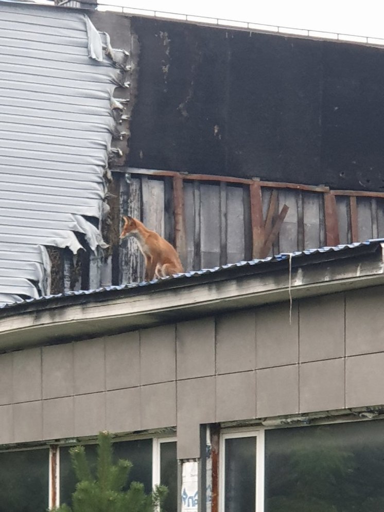 В Ярославле на крыше налоговой инспекции поселилась лиса