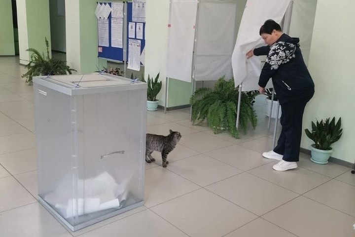 Кот Василий устроил проверку организации выборов в селе Устинкино