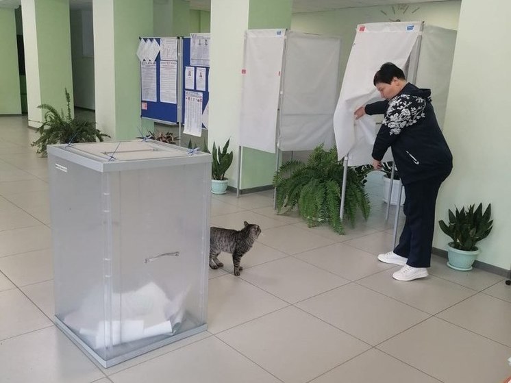 Кот Василий устроил проверку организации выборов в селе Устинкино