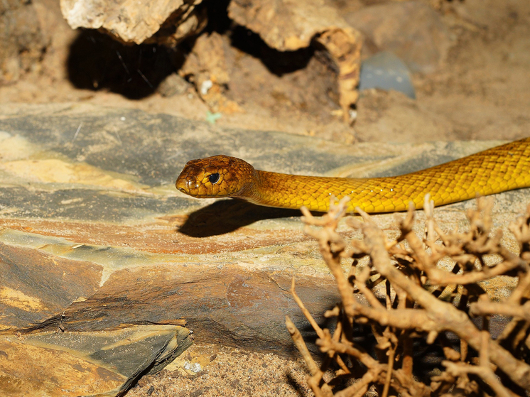 Пытавшийся спасти друга австралиец умер от укуса особо ядовитой змеи