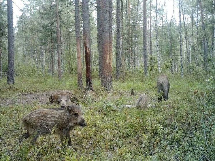 Кабаниху и ее полосатых поросят засняли на скрытую камеру в лесу под Петербургом