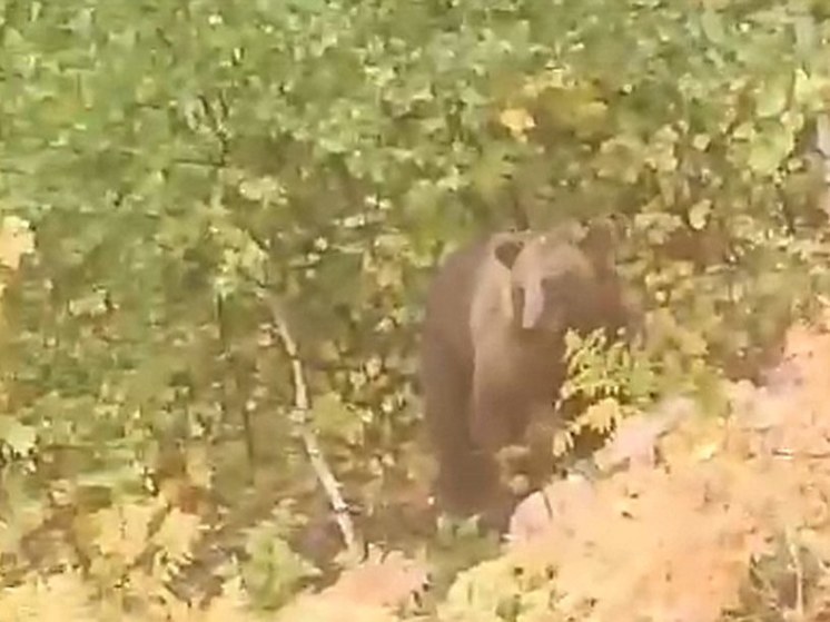 Медведь в Башкирии чуть не загрыз корову