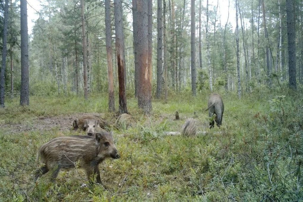 Во Всеволожском районе была замечена кабаниха с восьмью кабанятами - МК