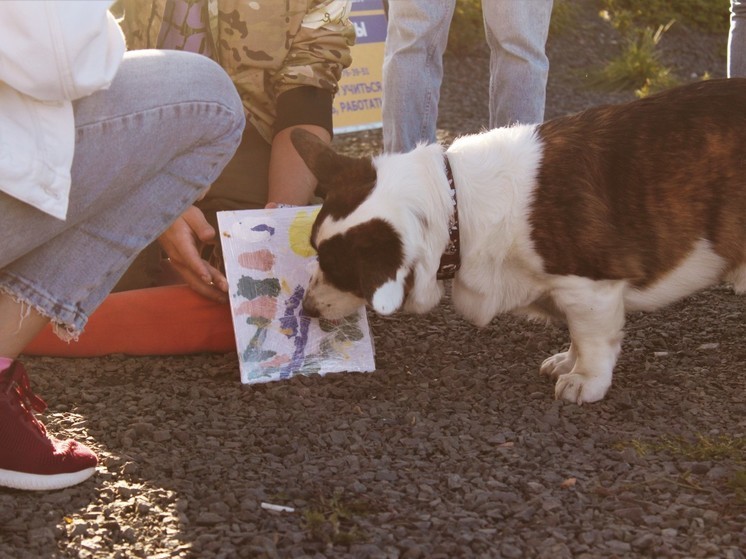 Собаки научились писать картины на фестивале в Петрозаводске