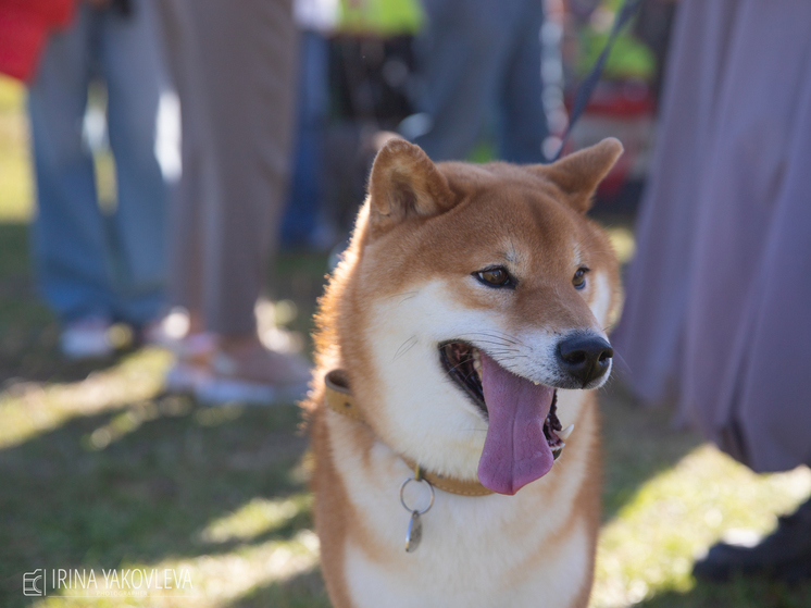 Десятки собак со всей России собрались на выставке в Петрозаводске