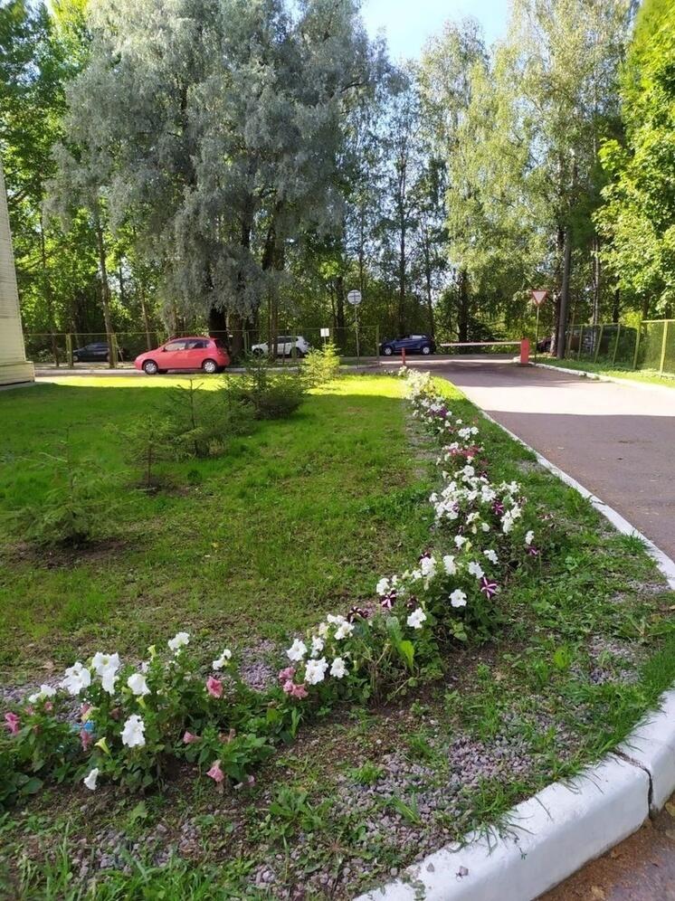 Цветы, кусты и ели появились вокруг больницы в Олонце