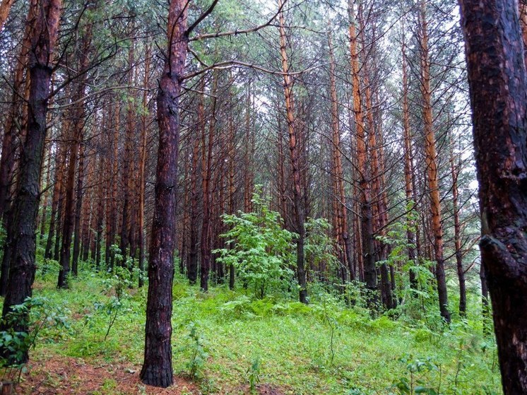 Трое мужчин и две женщины заблудились в лесах Башкирии