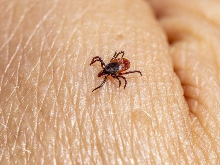 За неделю от укусов клещей пострадали 106 жителей Башкирии