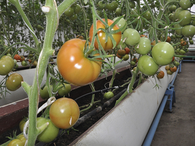 Поставку овощей в магазины Чукотки завершила фабрика "Росинка"