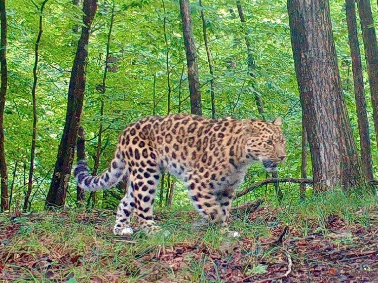 Дальневосточный леопард Leo 138F ищет своего Хранителя
