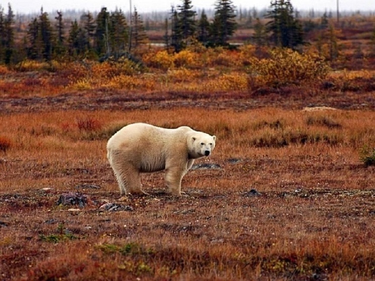 В Ямальском районе поймали наводящего ужас на оленеводов белого медведя