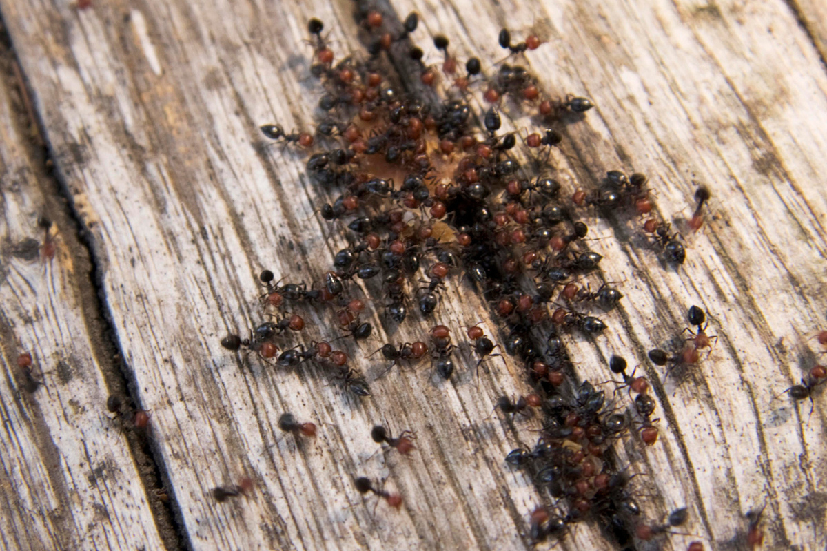 Europe is faced with an invasion of dangerous ants: computers and cars are affected