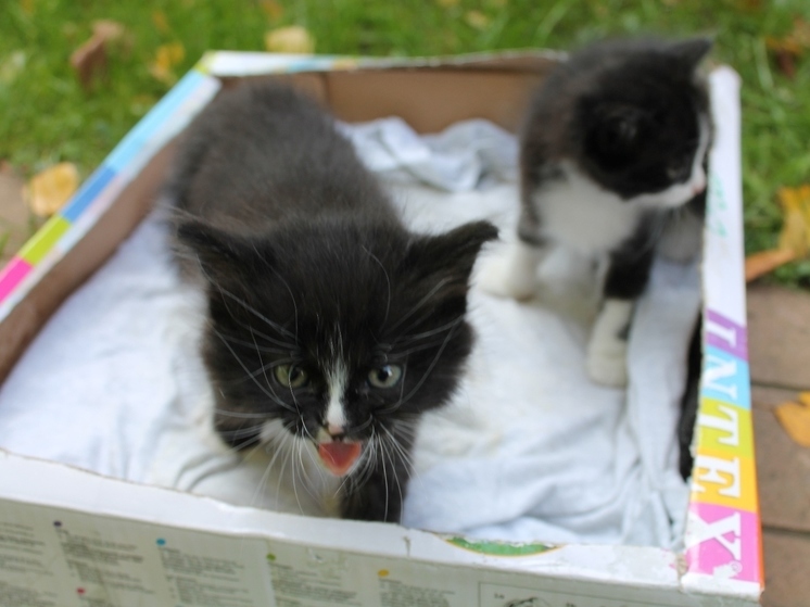 Сразу трех котят спасли из-под капота авто в Подмосковье