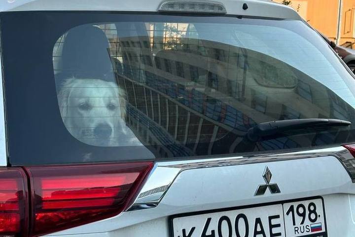 В Петербурге пес живет четыре года в машине из-за аллергии одного из членов семьи
